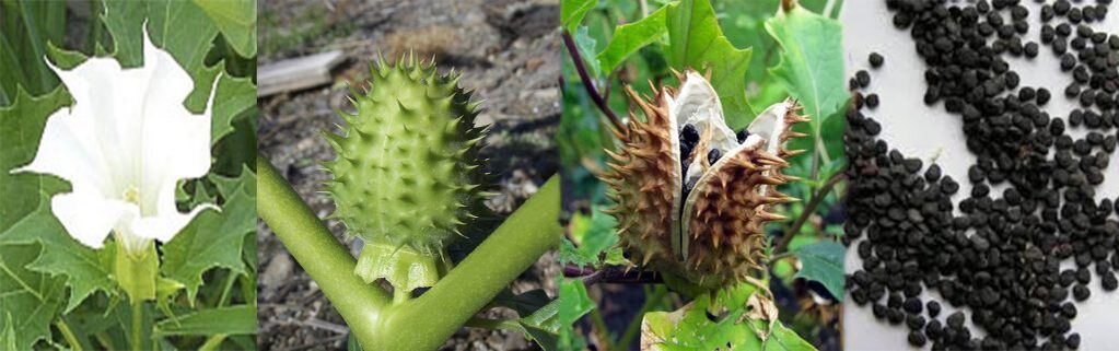 Семена от Datura за лечение на разширени вени у дома